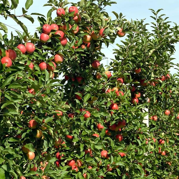 PLANT IN A BOX - Pommier - Set de 3 - Malus - Hauteur 60-70cm - ⌀9cm - large