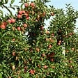 PLANT IN A BOX - Pommier - Set de 3 - Malus - Hauteur 60-70cm - ⌀9cm - vignette