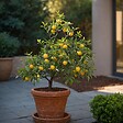 PLANT IN A BOX - Mélange d'arbres fruitiers - Set de 4 - Hauteur 25-40cm - ⌀9cm - vignette