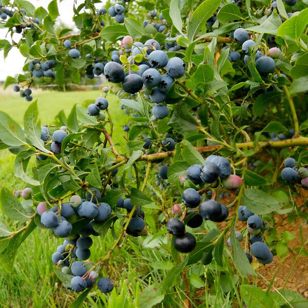 PLANT IN A BOX - Myrtille - Set de 6 - Vaccinium corymbosum 'Sunshine Blue' - H25-40cm - ⌀9cm - large