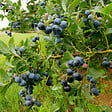 PLANT IN A BOX - Myrtille - Set de 6 - Vaccinium corymbosum 'Sunshine Blue' - H25-40cm - ⌀9cm - vignette