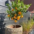 PLANT IN A BOX - Citronnier - Citrus mitis 'Calamondin' - Hauteur 55-65cm - ⌀19cm - vignette