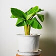 PLANT IN A BOX - Bananier du Japon - Set de 4 - Musa basjoo - Hauteur 25-40cm - ⌀9cm - vignette
