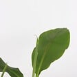 PLANT IN A BOX - Bananier du Japon - Set de 4 - Musa basjoo - Hauteur 25-40cm - ⌀9cm - vignette