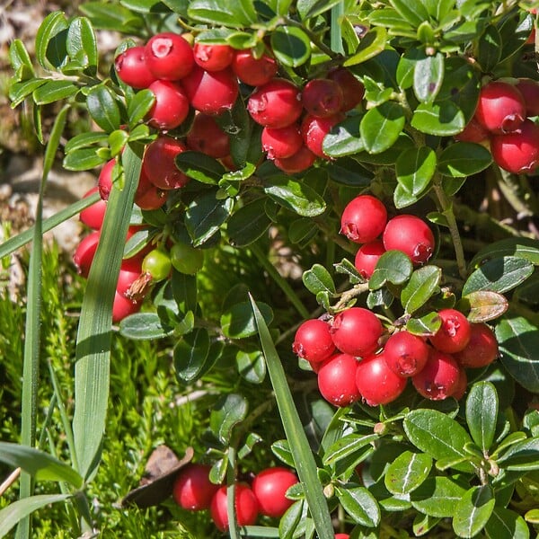 PLANT IN A BOX - Canneberge - Set de 3 - Vaccinium macrocarpon 'Cranberry' - H10-20cm - ⌀9cm - large