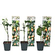 PLANT IN A BOX - Passiflore - Set de 3 - Passiflora edulis 'Frederick' - Hauteur 25-40cm - ⌀9cm - vignette
