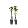PLANT IN A BOX - Hortensia - Set de 2 - Hydrangea anomale Petiolaris - Hauteur 60-70cm - ⌀15cm - vignette