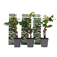 PLANT IN A BOX - Hortensia grimpant - Set de 3 - Hydrangea anomale petiolaris - H25-40cm - ⌀9cm - vignette