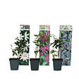 PLANT IN A BOX - Passiflore - Set de 3 - Passiflora hybridum - Hauteur 25-40cm - ⌀9cm - vignette