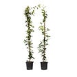 PLANT IN A BOX - Jasmin étoilé - Set de 2 - Trachelospermum jasminoides - H110-120cm - ⌀17cm - vignette
