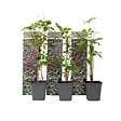PLANT IN A BOX - Vigne vierge - Set de 3 - Parthenocissus quinquefolia - Hauteur 25-40cm - ⌀9cm - vignette