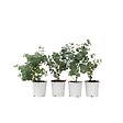 PLANT IN A BOX - Gommier - Set de 4 - Eucalyptus 'Pulverulenta' - Hauteur 25-40cm - ⌀12cm - vignette