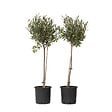 PLANT IN A BOX - Olivier - Set de 2 - Olea europaea - Hauteur 80-90cm - ⌀19cm - vignette