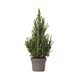 PLANT IN A BOX - Épinette blanche - Picea glauca conica 'December' - Hauteur 55cm - ⌀21cm - vignette