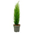 PLANT IN A BOX - Cyprès de Provence - Cupressus sempervirens 'Totem' - Hauteur 60-80cm - ⌀19cm - vignette