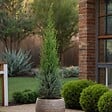PLANT IN A BOX - Cyprès de Provence - Cupressus sempervirens 'Totem' - Hauteur 60-80cm - ⌀19cm - vignette