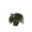 PLANT IN A BOX - Pittospore du Japon - Pittosporum tobira nanum - Hauteur 30-40cm - ⌀19cm - vignette