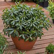 PLANT IN A BOX - Pittospore du Japon - Pittosporum tobira nanum - Hauteur 30-40cm - ⌀19cm - vignette