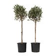 PLANT IN A BOX - Olivier - Set de 2 - Olea europaea - Hauteur 90-100cm - ⌀21cm - vignette