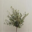 PLANT IN A BOX - Olivier - Set de 2 - Olea europaea - Hauteur 90-100cm - ⌀21cm - vignette