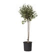 PLANT IN A BOX - Olivier - Olea europaea - Hauteur 80-90cm - ⌀19cm - vignette