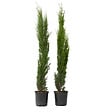 PLANT IN A BOX - Cyprès toujours vert - Set de 2 - Cupressus sempervirens - H70-80cm - ⌀19cm - vignette
