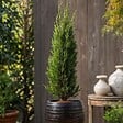 PLANT IN A BOX - Cyprès toujours vert - Set de 2 - Cupressus sempervirens - H70-80cm - ⌀19cm - vignette