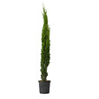 PLANT IN A BOX - Cyprès toujours vert - Cupressus sempervirens - Hauteur 70-80cm - ⌀19cm - vignette