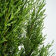 PLANT IN A BOX - Cyprès toujours vert - Cupressus sempervirens - Hauteur 70-80cm - ⌀19cm - vignette