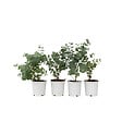 PLANT IN A BOX - Gommier - Set de 6 - Eucalyptus 'Pulverulenta' - Hauteur 25-40cm - ⌀12cm - vignette