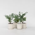 PLANT IN A BOX - Gommier - Set de 6 - Eucalyptus 'Pulverulenta' - Hauteur 25-40cm - ⌀12cm - vignette