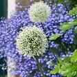 PLANT IN A BOX - Ail - Set de 3 - Allium 'Mount Everest' - Bulbes à fleurs - Blanc - vignette