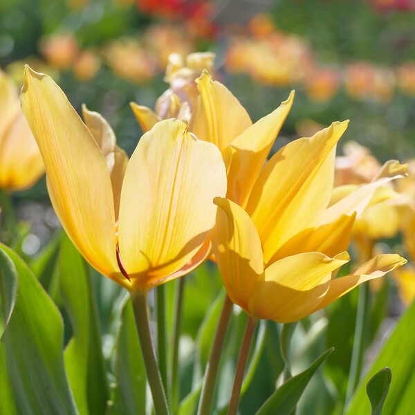 PLANT IN A BOX - Tulipe - Set de 40 - Tulipa 'Prastants Shogun' - Bulbes à fleurs - Orange - large