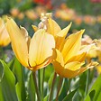PLANT IN A BOX - Tulipe - Set de 40 - Tulipa 'Prastants Shogun' - Bulbes à fleurs - Orange - vignette