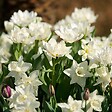 PLANT IN A BOX - Narcisse - Set de 30 - Narcissus 'Mount Hood' - Bulbes à fleurs - Blanc - vignette
