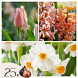 PLANT IN A BOX - Mélange de bulbes pour le jardin - Set de 25 - Narcissus, Tulipa, Hyacinthus - vignette