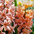 PLANT IN A BOX - Mélange de bulbes pour le jardin - Set de 25 - Narcissus, Tulipa, Hyacinthus - vignette