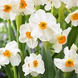 PLANT IN A BOX - Mélange de bulbes pour le jardin - Set de 25 - Narcissus, Tulipa, Hyacinthus - vignette