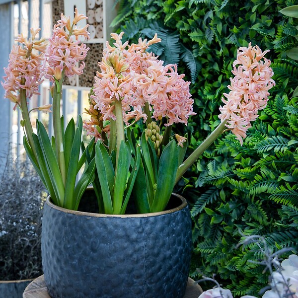 PLANT IN A BOX - Jacinthe - Set de 15 - Hyacinthus 'Gipsy Queen' - Bulbes à fleurs - Orange - large