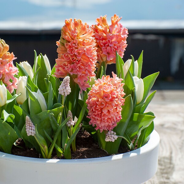 PLANT IN A BOX - Jacinthe - Set de 15 - Hyacinthus 'Gipsy Queen' - Bulbes à fleurs - Orange - large