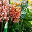 PLANT IN A BOX - Jacinthe - Set de 15 - Hyacinthus 'Gipsy Queen' - Bulbes à fleurs - Orange - vignette