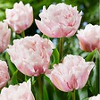PLANT IN A BOX - Tulipe - Set de 25 - Tulipa 'Dreamer' - Bulbes à fleurs - Rose - vignette