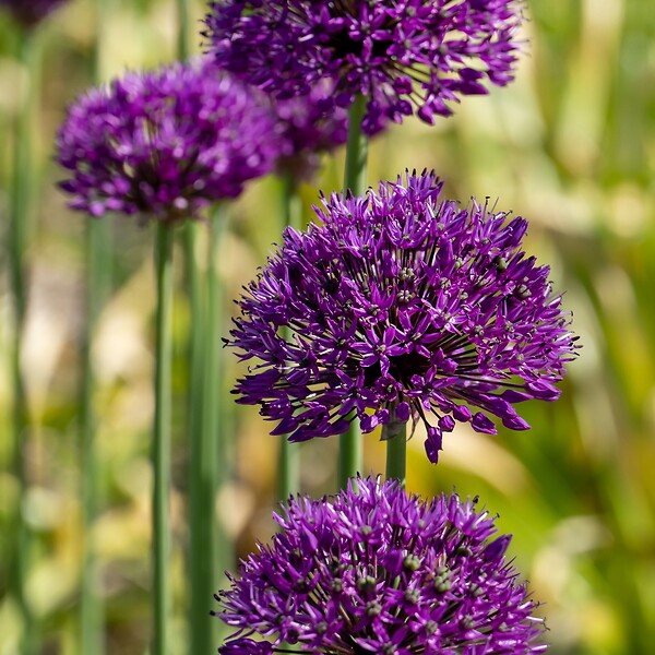 PLANT IN A BOX - Ail - Set de 30 - Allium 'Purple Sensation' - Bulbes à fleurs - Violet - large