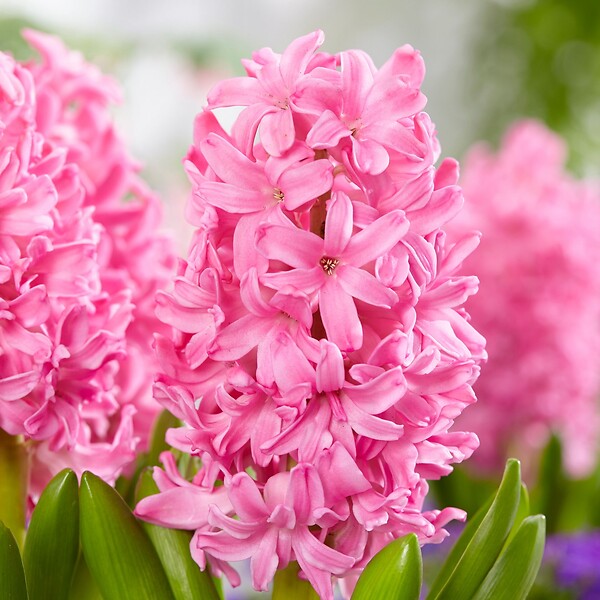 PLANT IN A BOX - Mélange de bulbes pour le jardin - Set de 25 - Tulipa, Hyacinthus - large