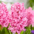 PLANT IN A BOX - Mélange de bulbes pour le jardin - Set de 25 - Tulipa, Hyacinthus - vignette