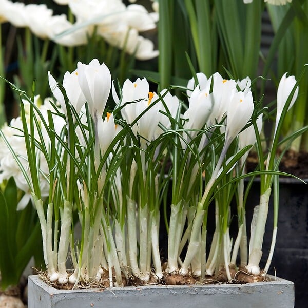 PLANT IN A BOX - Fleur printanière - Set de 30 - Crocus 'White' - Bulbes à fleurs - Blanc - large