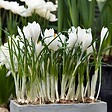 PLANT IN A BOX - Fleur printanière - Set de 30 - Crocus 'White' - Bulbes à fleurs - Blanc - vignette