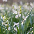 PLANT IN A BOX - Nivéole d'été - Set de 40 - Leucojum aestivum - Bulbes à fleurs - Blanc - vignette