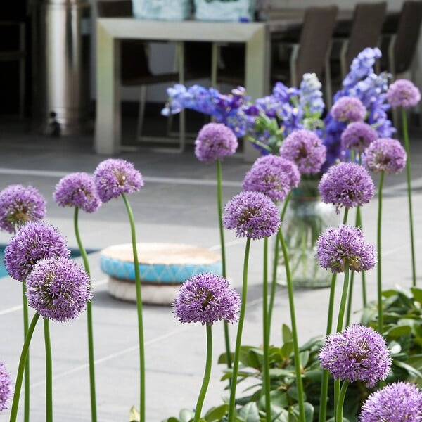 PLANT IN A BOX - Ail - Set de 16 - Allium 'Gladiator' - Bulbes à fleurs - Violet - large