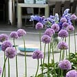 PLANT IN A BOX - Ail - Set de 16 - Allium 'Gladiator' - Bulbes à fleurs - Violet - vignette